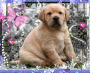 Hund