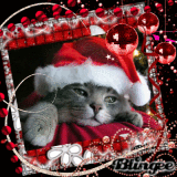 (¯`·._.·[αиιмαℓι...]·._.·´¯)
