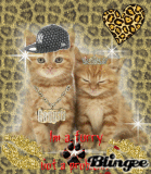 gangsta/princess kitties lo0o0oz