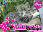 Chaton trop mignon