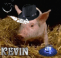 Pig name Kevin