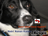 Kann diese Nase lügen?