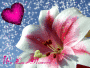 We love flowers