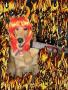 Bad Doggie