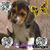 Le Beagle