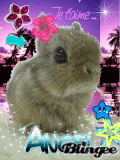 Bunny in Hawaii!