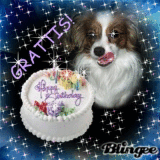 Grattis hund