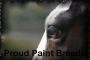 Paint Breeder banner