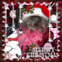 Cloie's xmas