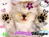 Gatto