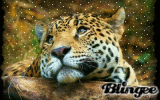 Cute Leopard