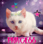 chat blanc princesse