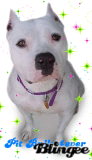 Pit Bulls 4ever