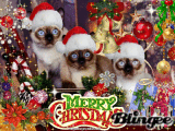 Christmas Siamese