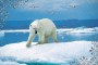 Eisbär