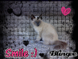 smily cat