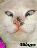lustige katze...2