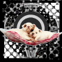 I love english bulldog!!!
