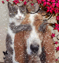 The Kitten & The Dog