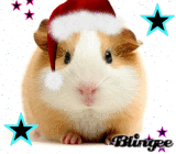 guinea pig