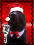 Zeus Christmas Caroling.....