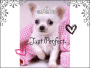 Sweet dog