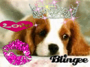 cutie dog