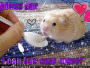 plees sur