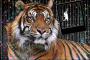 tigre