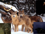 Wolves Rock And There Wild