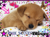CACHORRINHO DORMINDO!