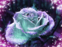 Rosentraum