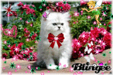 cute cat