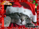 Merry Christmas Cat!