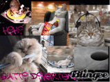 GATTI DIVERTENTI