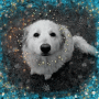 trist dog