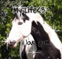 Paint Horse