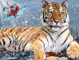 Tiger Winter
