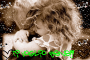Sofy__