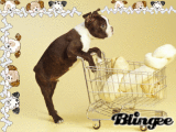 boston terrier puppy shopping for bone
