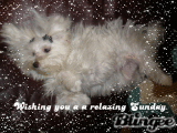 Relaxing Sunday