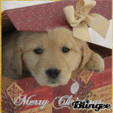 the gift of the Golden Retriever puppy 
