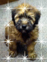 My Puppy Buddi