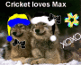 Cricket loves max