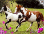 2 chevaux