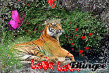 Le tigre