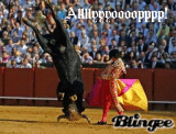 Bull who does gymnastics!