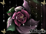 the enchanted rose