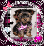 !Yorkie Doggie!