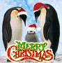 merry chistmas merry chistmas